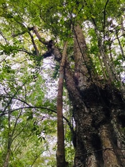 Lithocarpus kawakamii