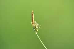 Carex livida