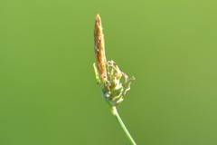Carex livida