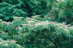 Cornus controversa