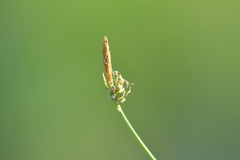 Carex livida