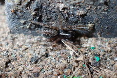 Textrix denticulata
