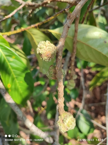 Castanopsis inermis observed 2022-05-15