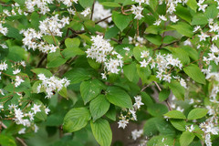 Deutzia crenata