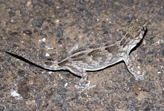 Tarentola gigas