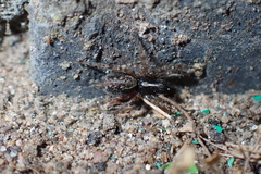 Textrix denticulata
