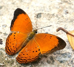 Cirrochroa malaya