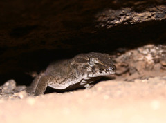 Tarentola gigas