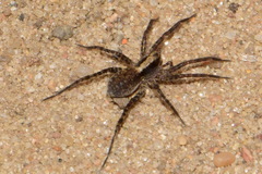 Pardosa