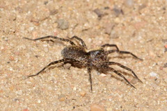 Pardosa