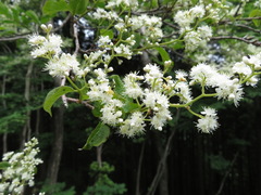 Symplocos sawafutagi