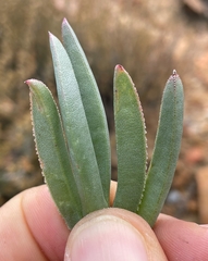 Ruschia diversifolia