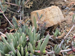 Ruschia diversifolia