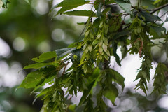 Carpinus laxiflora