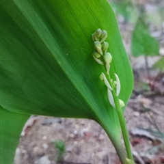 Convallaria keiskei