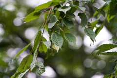 Carpinus laxiflora