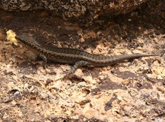 Chioninia stangeri