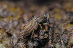 Polydrusus marginatus