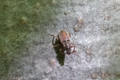 Polydrusus marginatus