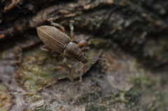 Polydrusus marginatus