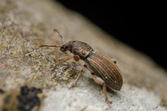 Polydrusus marginatus