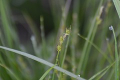Stellulatae