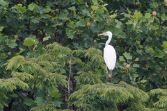 Ardea alba