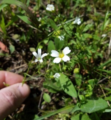 Mononeuria nuttallii