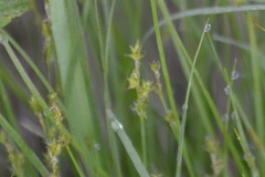Stellulatae