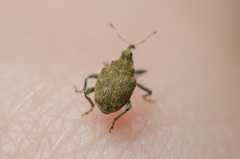 Parethelcus pollinarius