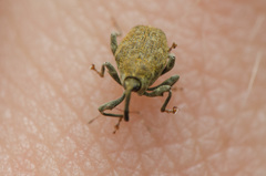 Parethelcus pollinarius
