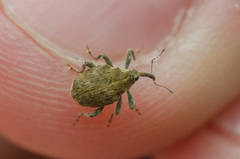 Parethelcus pollinarius