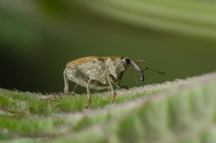 Parethelcus pollinarius