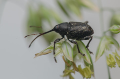 Curculio vicetinus