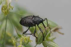 Curculio vicetinus