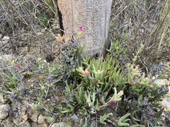 Ruschia diversifolia