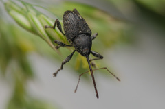 Curculio vicetinus