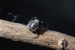 Zygiella x-notata