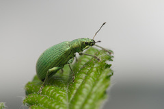 Polydrusus planifrons