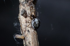 Zygiella x-notata