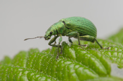 Polydrusus planifrons