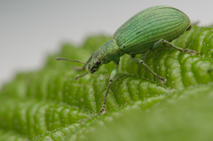 Polydrusus planifrons