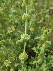 Marrubium vulgare