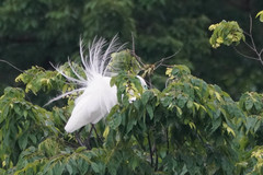 Ardea alba