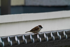 Passer montanus