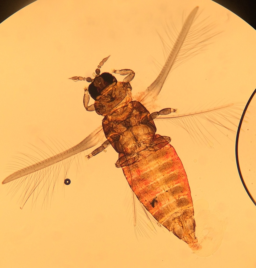 Thrips