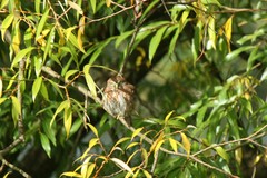 Glaucidium nana
