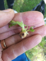 Cecidophyopsis ribis