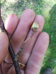 Cecidophyopsis ribis