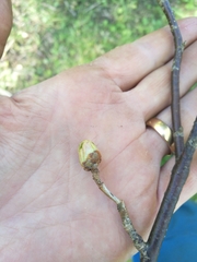 Cecidophyopsis ribis